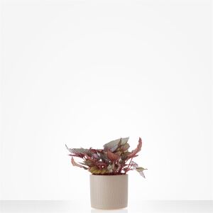 Bladbegonia Magic Colours incl. pot